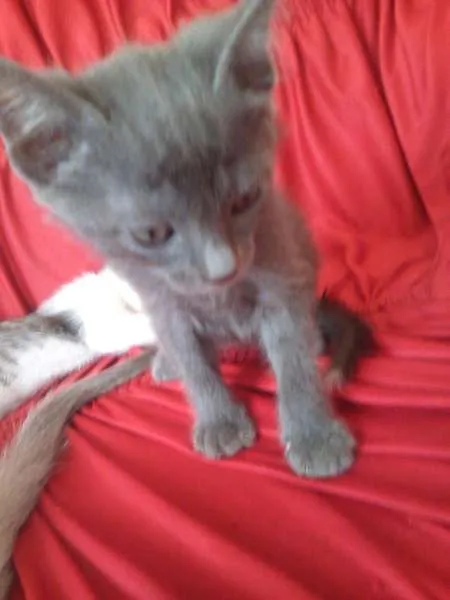 Gato ra a SND idade Abaixo de 2 meses nome Vários