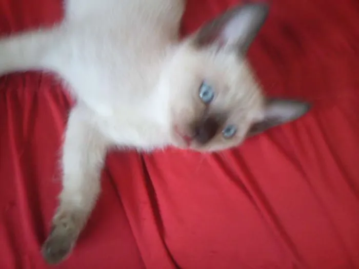 Gato ra a SND idade Abaixo de 2 meses nome Vários