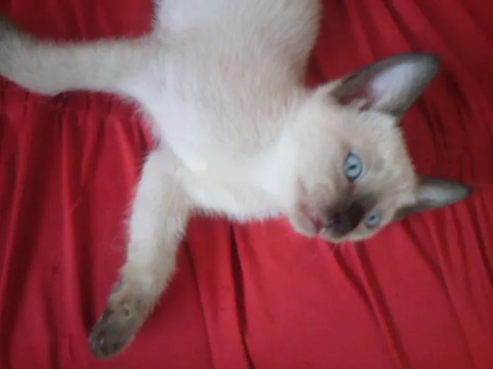 Gato ra a SND idade Abaixo de 2 meses nome Vários
