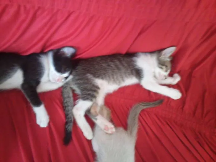 Gato ra a SND idade Abaixo de 2 meses nome Vários