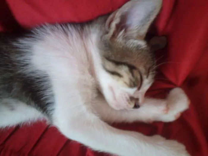 Gato ra a SND idade Abaixo de 2 meses nome Vários