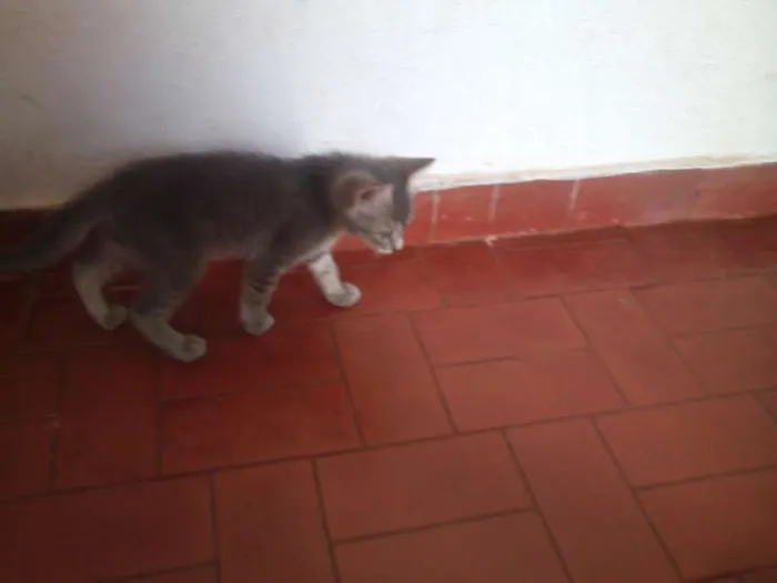 Gato ra a SND idade Abaixo de 2 meses nome Vários