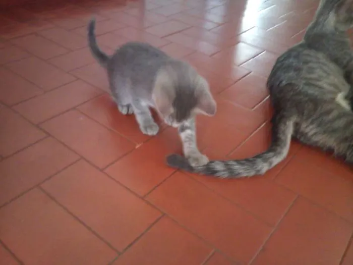 Gato ra a SND idade Abaixo de 2 meses nome Vários