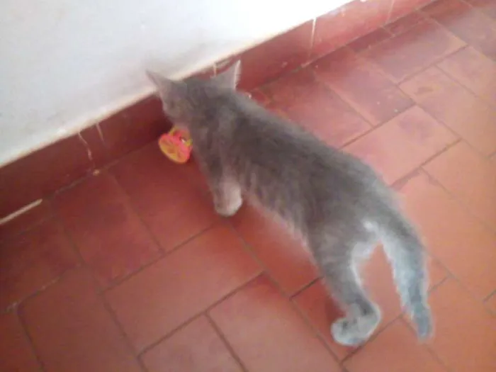 Gato ra a SND idade Abaixo de 2 meses nome Vários