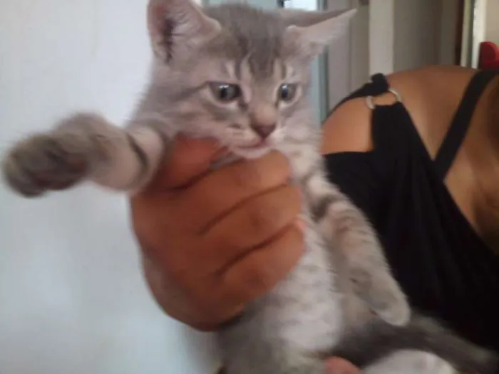 Gato ra a SND idade Abaixo de 2 meses nome Vários