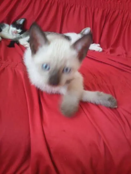 Gato ra a SND idade Abaixo de 2 meses nome Vários