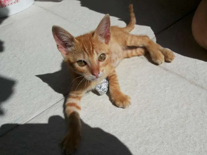 Gato ra a Vira-Lata idade Abaixo de 2 meses nome Fred