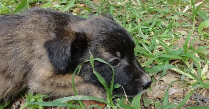 Cachorro ra a sem raça idade Abaixo de 2 meses nome sem nome