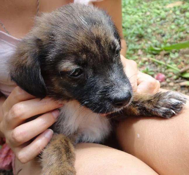 Cachorro ra a semraça idade Abaixo de 2 meses nome sem nome