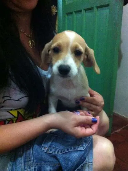 Cachorro ra a srd idade 2 a 6 meses nome  thor