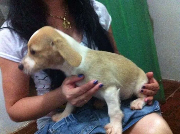 Cachorro ra a srd idade 2 a 6 meses nome  thor