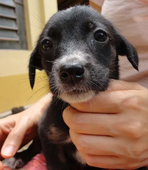 Cachorro ra a sem raça idade Abaixo de 2 meses nome sem nome