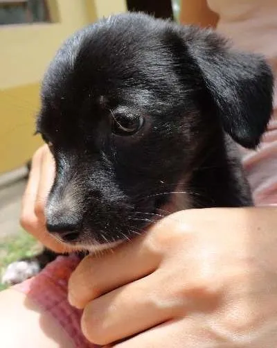 Cachorro ra a sem raça idade Abaixo de 2 meses nome sem nome