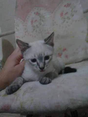 Gato ra a SRD idade 2 a 6 meses nome filhote sem nome