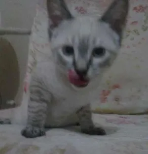 Gato raça SRD idade 2 a 6 meses nome filhote sem nome