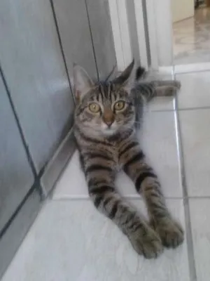 Gato raça SRD idade 1 ano nome Mia