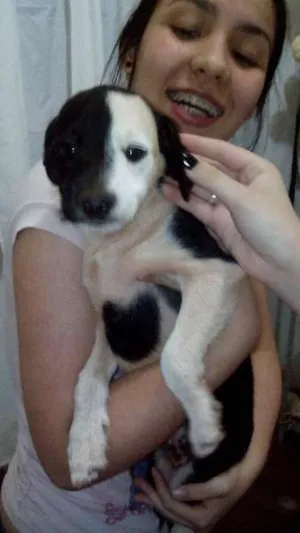 Cachorro raça srd idade 2 a 6 meses nome tobias