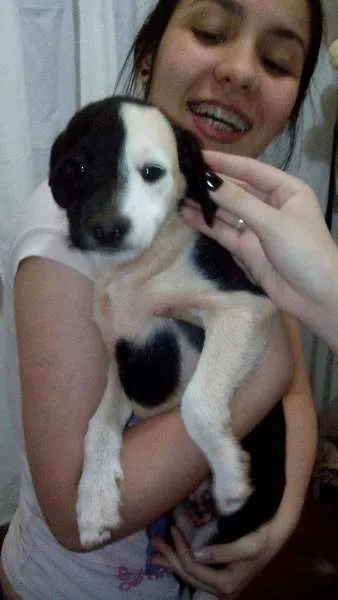 Cachorro ra a srd idade 2 a 6 meses nome tobias
