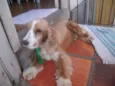 Chauli