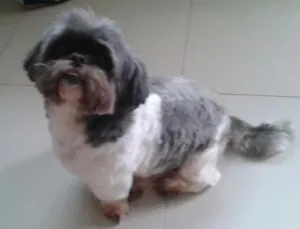 Cachorro raça Shitzu idade 5 anos nome Billy