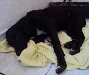 Cachorro raça Vira Lata idade 2 a 6 meses nome Paçoca