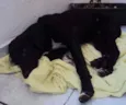 Cachorro raça Vira Lata idade 2 a 6 meses nome Paçoca