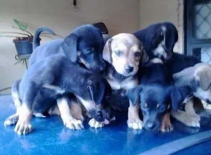 Cachorro ra a vira lata idade Abaixo de 2 meses nome filhotes