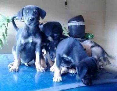 Cachorro ra a vira lata idade Abaixo de 2 meses nome filhotes