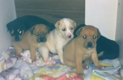 Cachorro ra a  idade Abaixo de 2 meses nome Filhotes