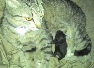 Gato raça  idade  nome Tchuca