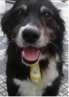 Cachorro raça SRD idade 4 anos nome Urso