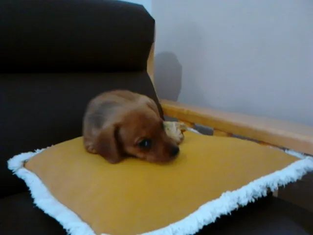 Cachorro ra a Basset-Cofap idade 2 a 6 meses nome duda