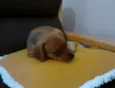 duda