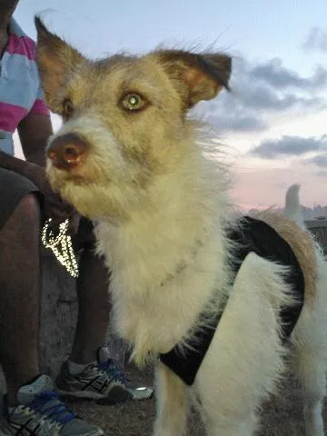 Cachorro raça Mistiço idade 1 ano nome Spaky