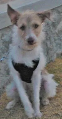 Cachorro raça Mistiço idade 1 ano nome Spaky