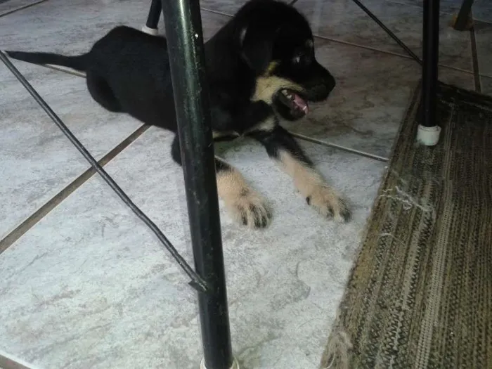 Cachorro ra a Rottweiler idade 2 a 6 meses nome Estivem