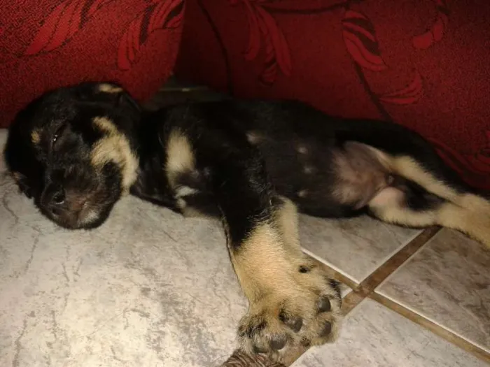Cachorro ra a Rottweiler idade 2 a 6 meses nome Estivem