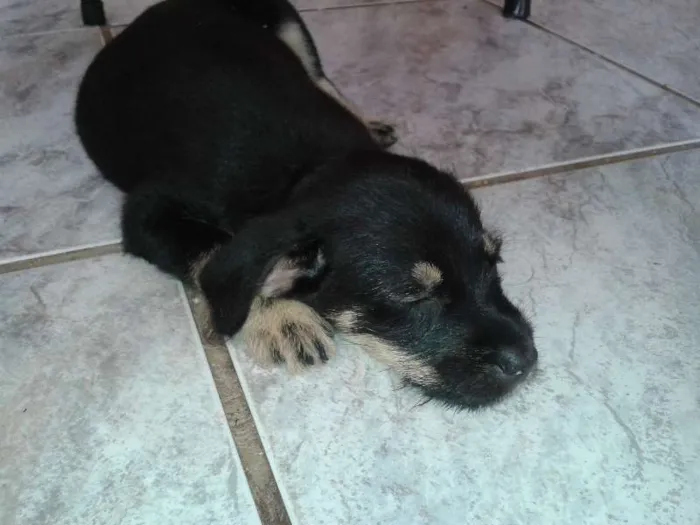 Cachorro ra a Rottweiler idade 2 a 6 meses nome Estivem