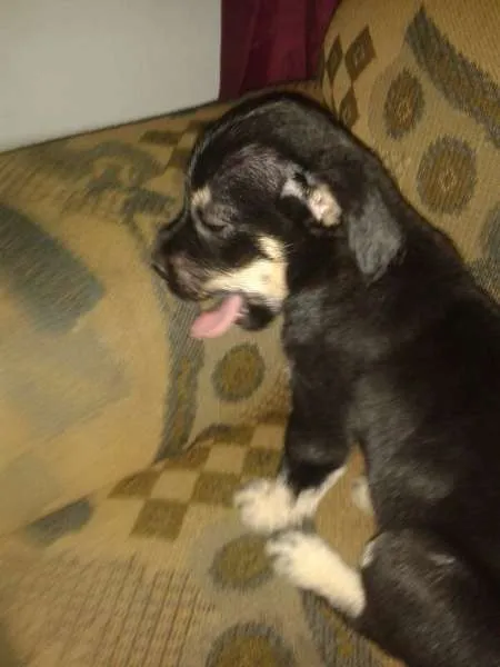 Cachorro ra a Rottweiler idade 2 a 6 meses nome Estivem