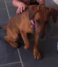 Mel