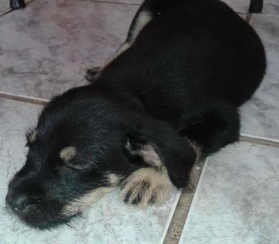 Cachorro ra a Rottweiler idade 2 a 6 meses nome Estivem