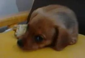 Cachorro ra a Basset-Cofap idade 2 a 6 meses nome duda