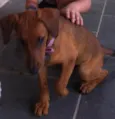 Mel