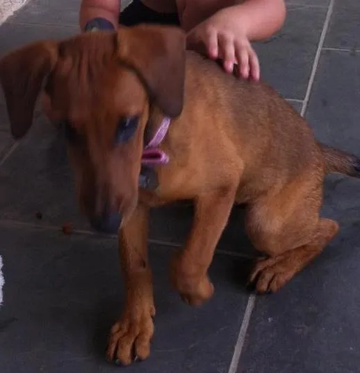 Cachorro ra a Srd idade 2 a 6 meses nome Mel