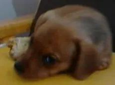 Cachorro ra a Basset-Cofap idade 2 a 6 meses nome duda