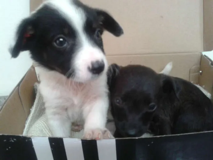 Cachorro ra a SRD idade Abaixo de 2 meses nome nenhum