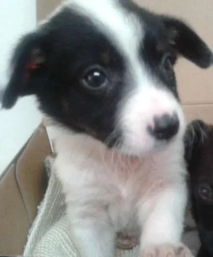 Cachorro ra a SRD idade Abaixo de 2 meses nome nenhum