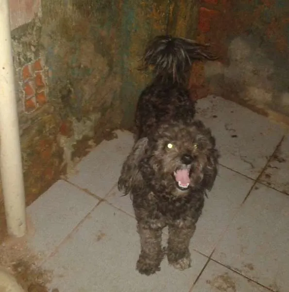 Cachorro raça poodle idade 3 anos nome fofa