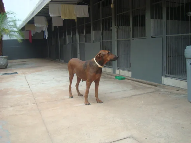 Cachorro raça SRD idade 4 anos nome LILICA