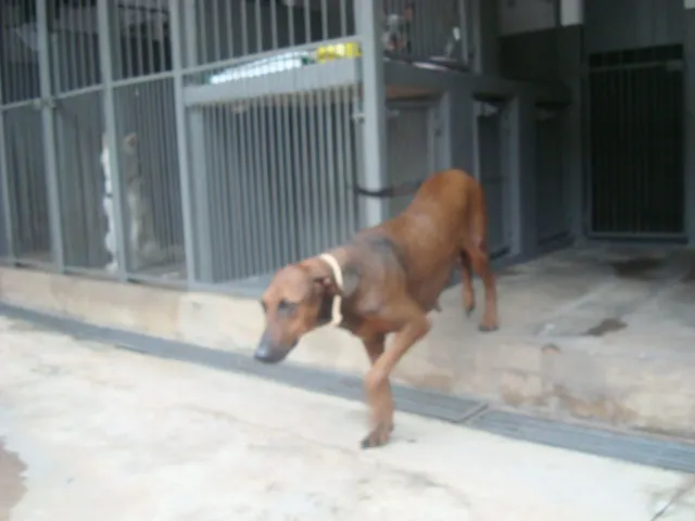Cachorro raça SRD idade 4 anos nome LILICA